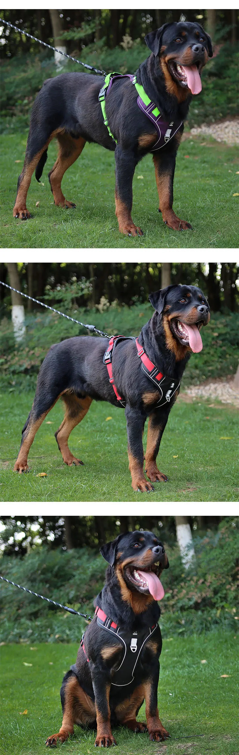 Training & Walking Dog Harness