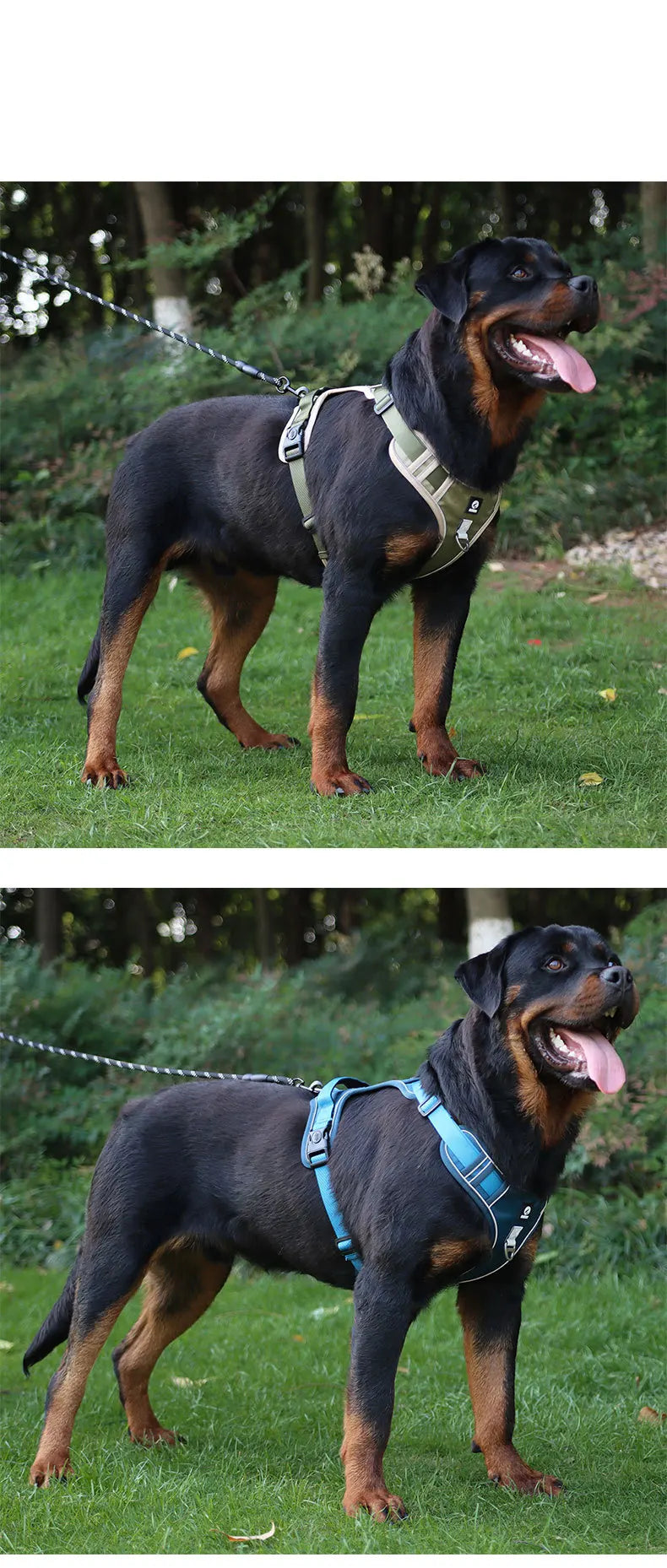 Training & Walking Dog Harness